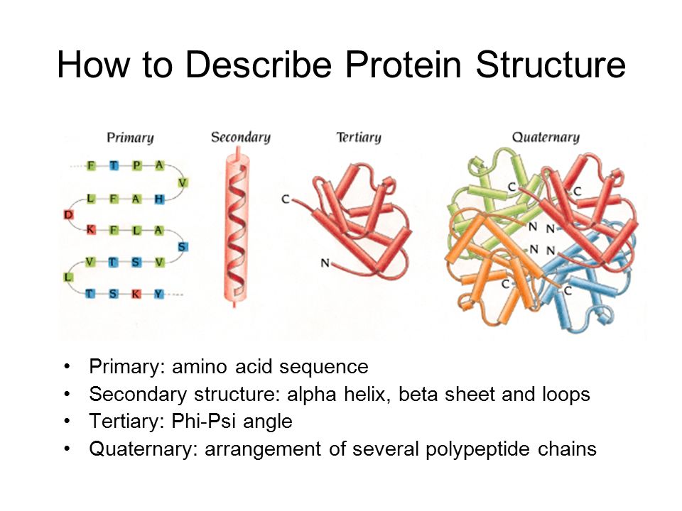 Howtodescribeproteinstructure سیتپـــــور 9318